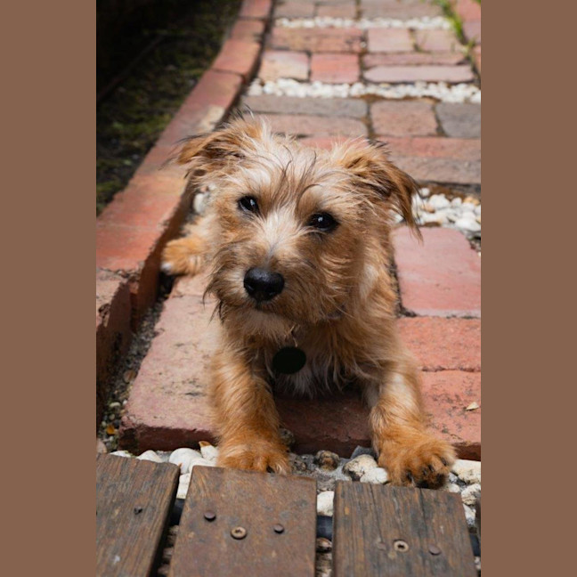 Photo of Albie Valenti