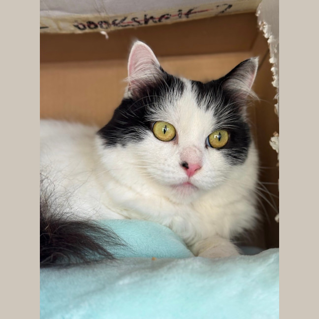 Photo of Luna