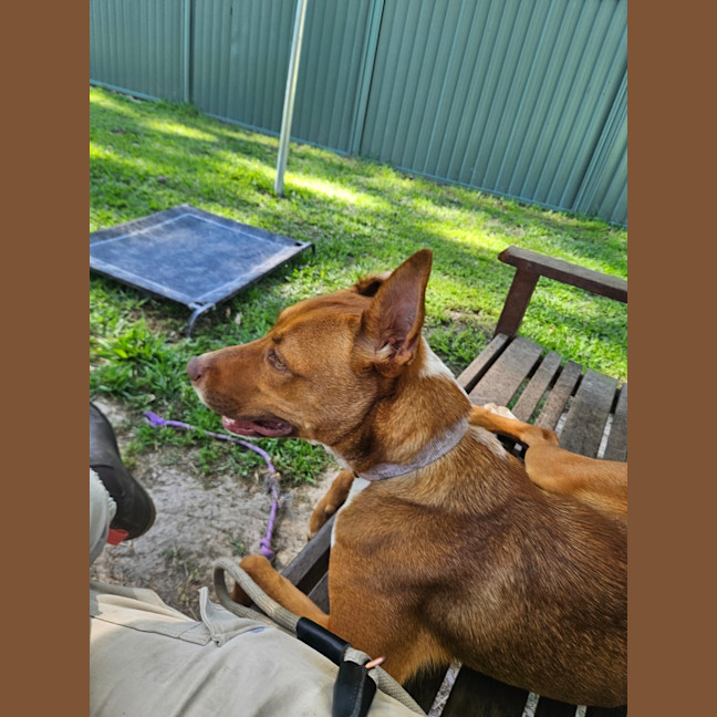 Photo of Nova