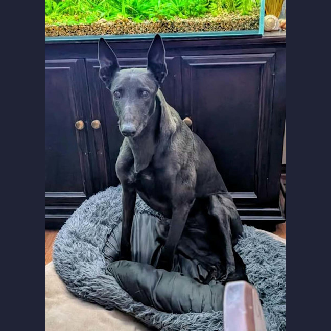 Photo of Lucy Lou, The Greyhound