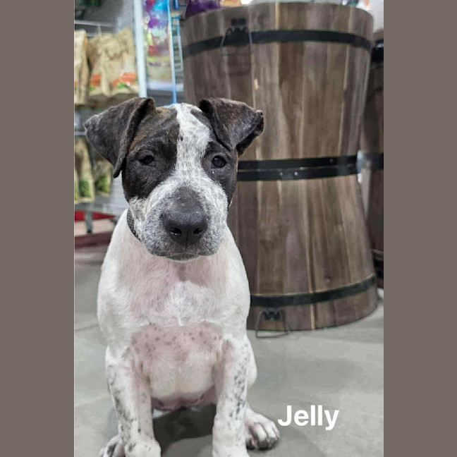 Photo of Jelly