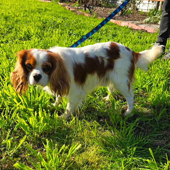 Photo of Bolt