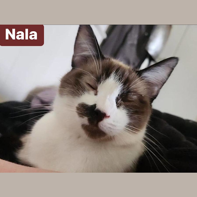 Photo of Millie & Nala (Can Be Seperated)