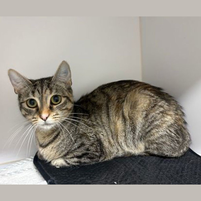 Photo of Coco Coconut