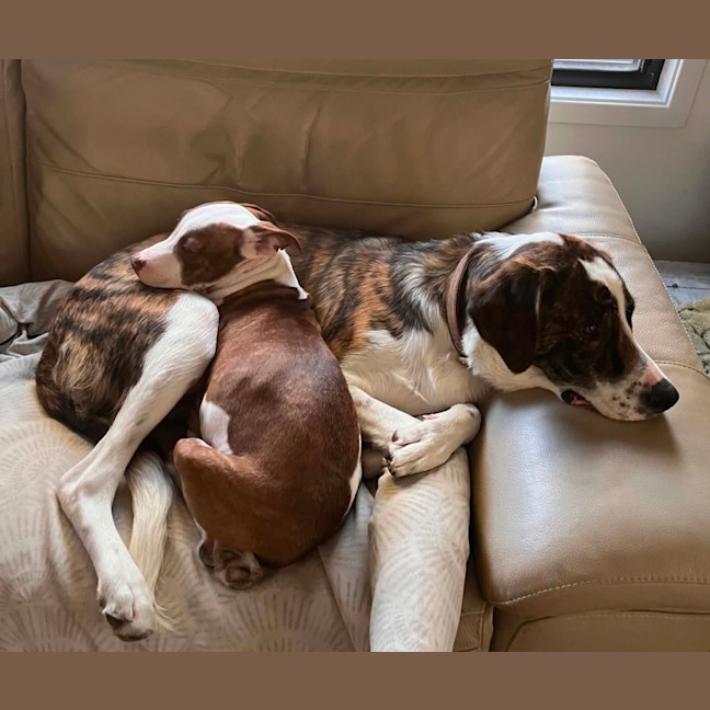 Photo of Josie   4 Month Old American Staffy X