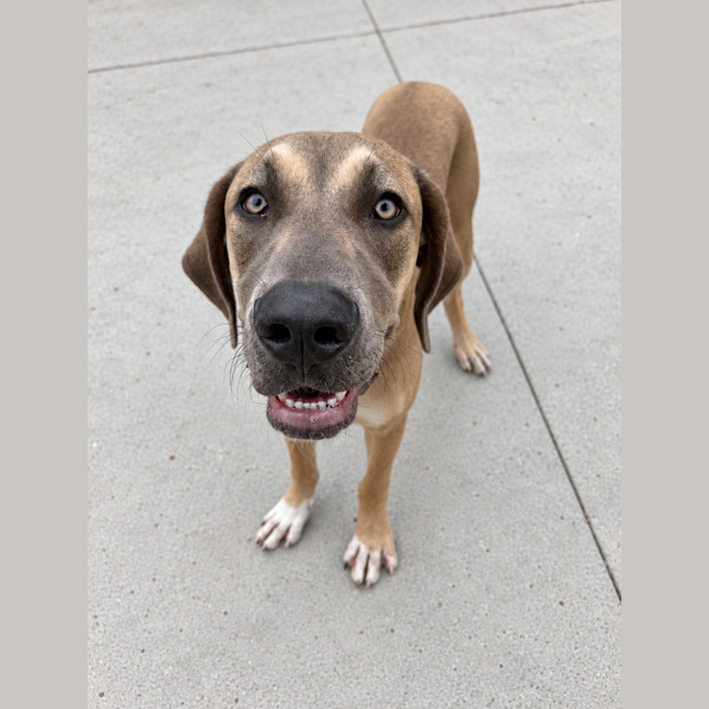 Photo of Ralph (Assisted Rehome)