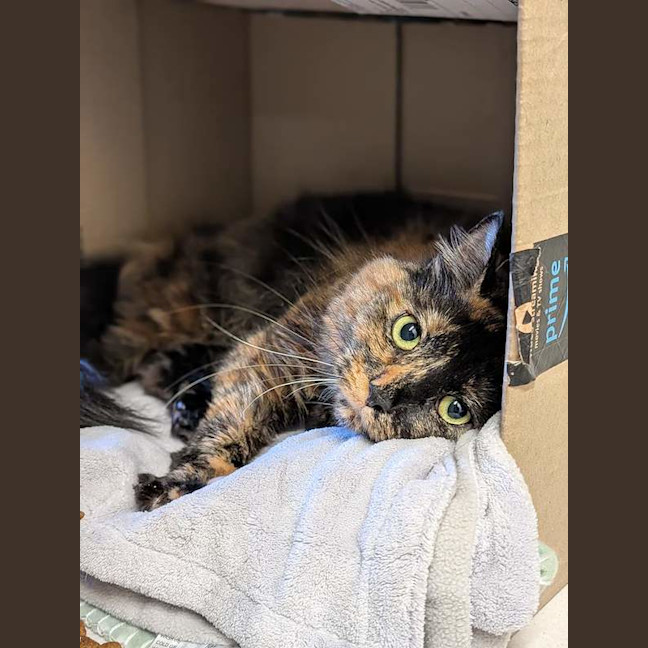 Photo of Nala