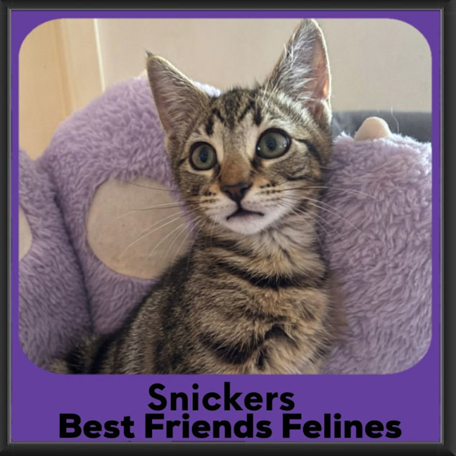 Photo of Snickers