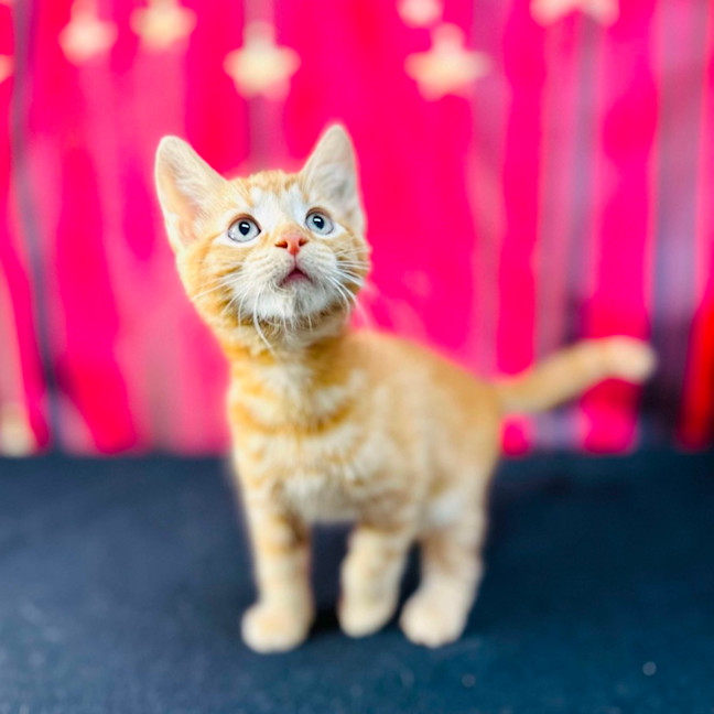 Photo of Pumpkin (Located In Preston)