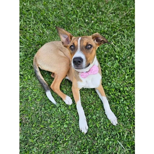 Photo of Gidget *$350 Adoption Fee*