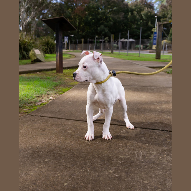 Photo of Butterfield