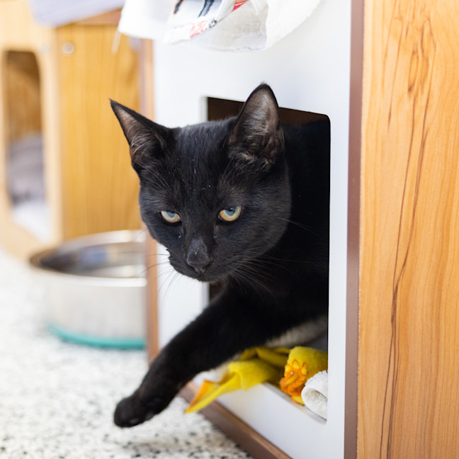 Photo of Black Panther
