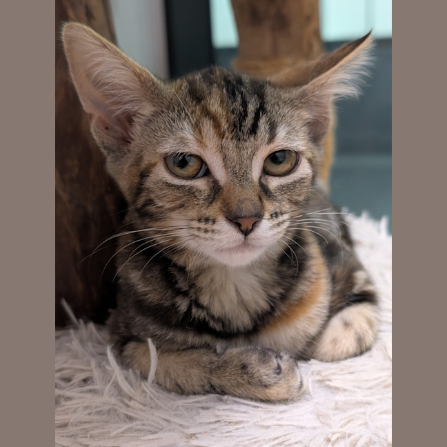 Photo of Cupcake