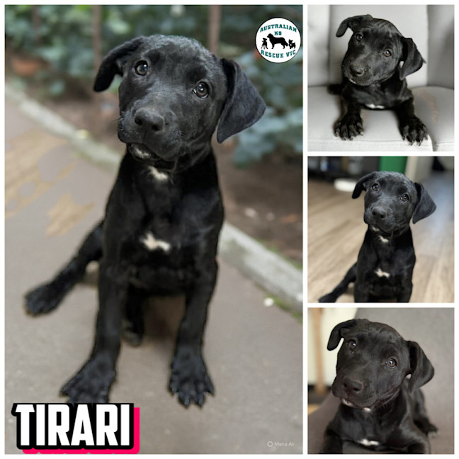 Photo of Tirari