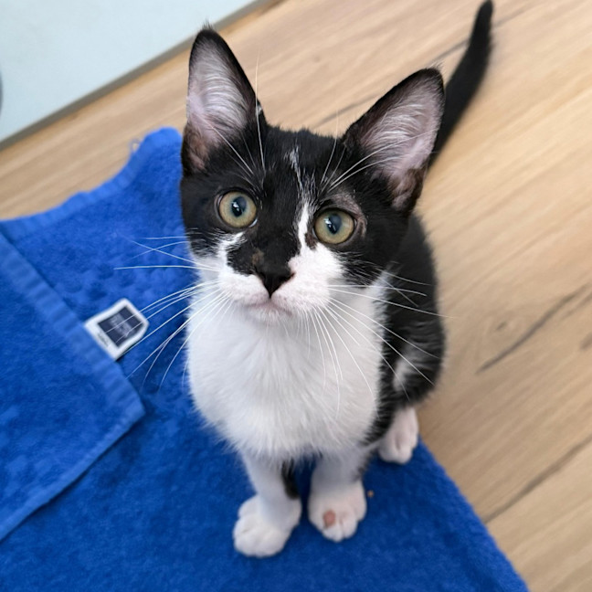 Photo of Percy