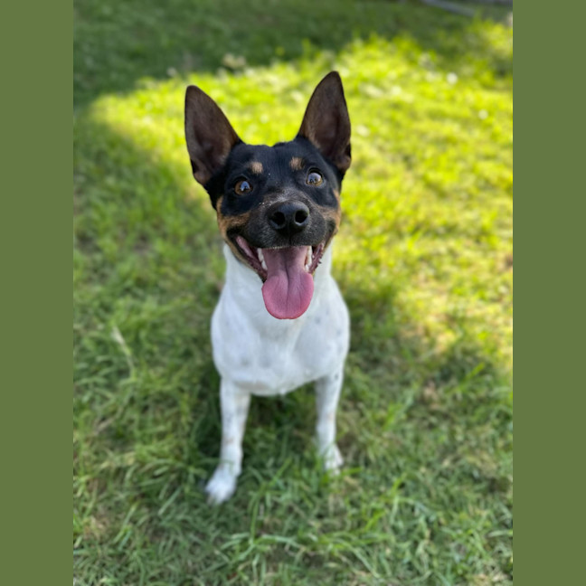 Photo of Skip