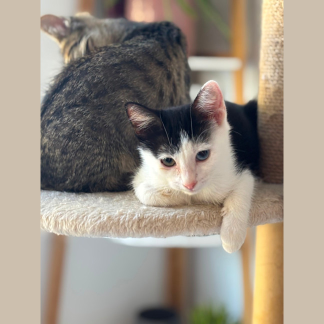 Photo of Kiwi Meet Me@Petstock Mornington Nepean Hwy 