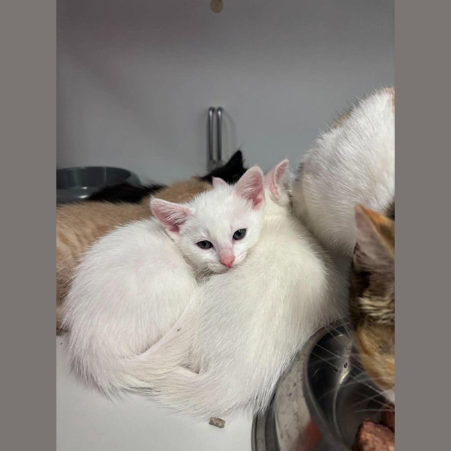 Photo of Pearl