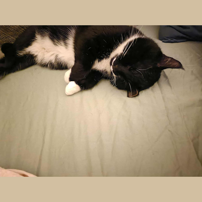 Photo of Mr Moustache