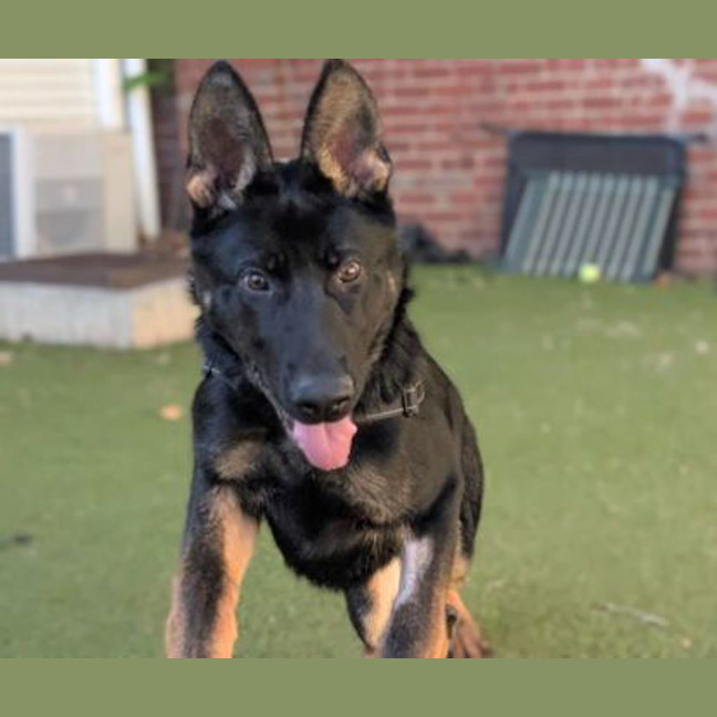 Photo of Arlo
