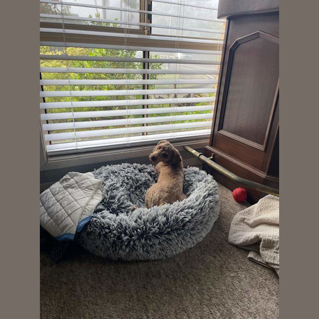 Photo of Peach