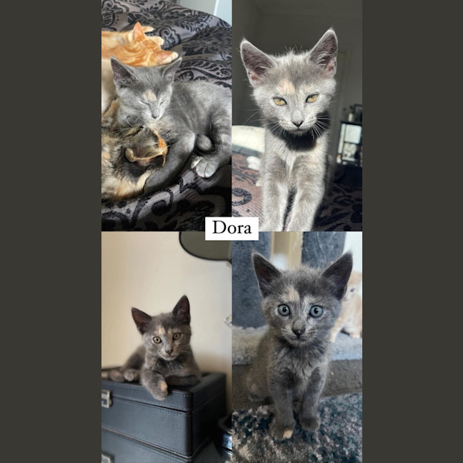 Photo of Dora Meet Me@Petstock Chelsea Store 