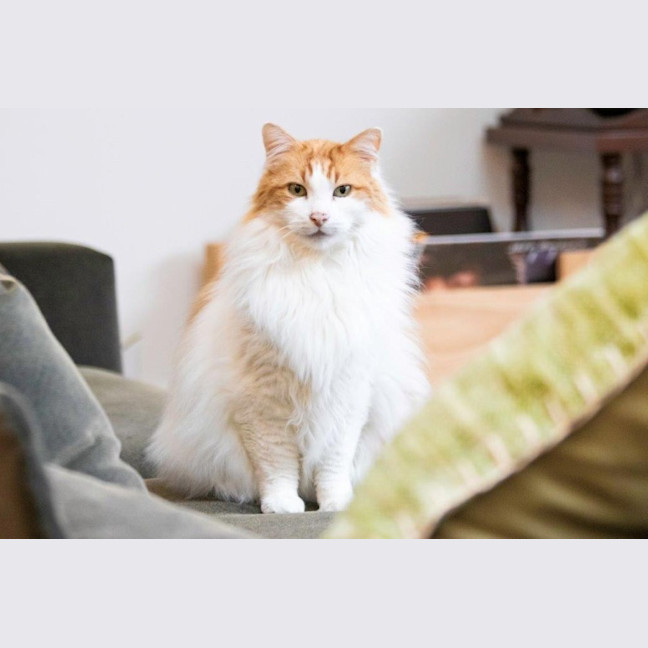 Photo of Gizmo Haliwell