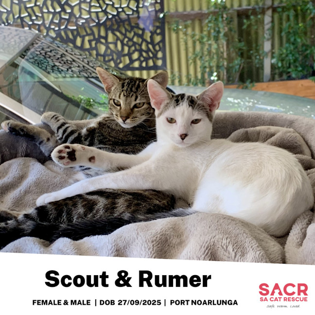 Photo of Scout & Rumer