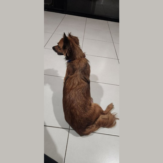 Photo of Ruby   6 Year Old Australian Terrier X