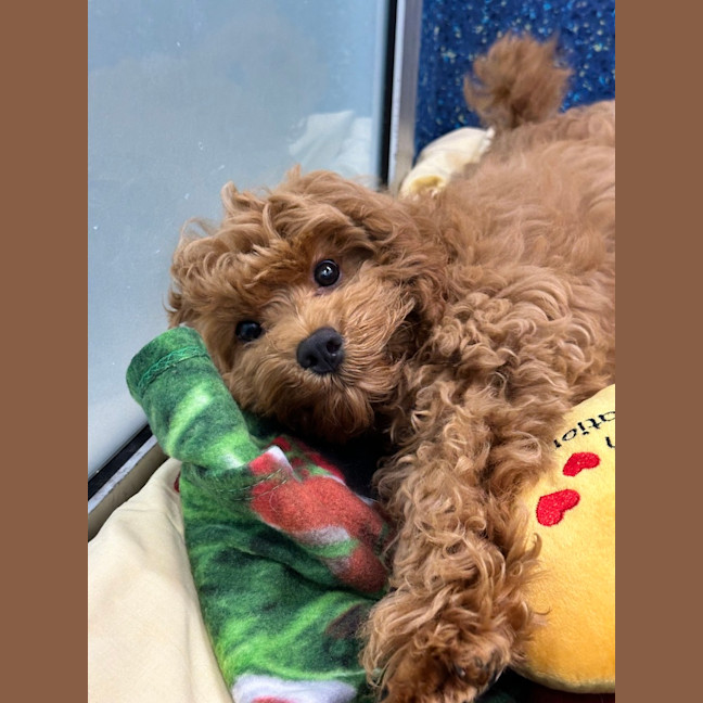 Photo of Pumpkin