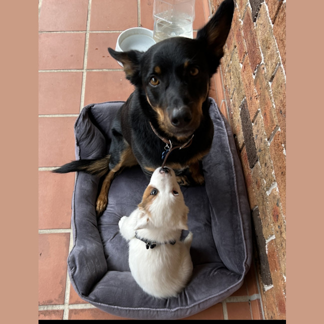 Photo of Cooma   6 Year Old Kelpie