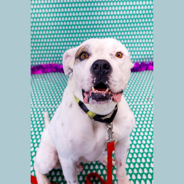 Photo of Knox