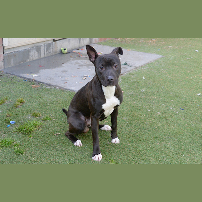 Photo of Nitro