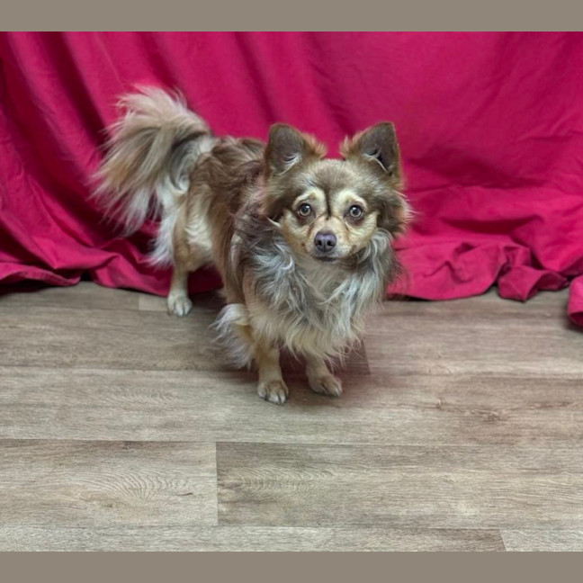 Photo of Choccy