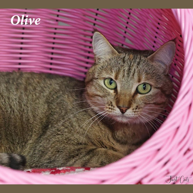 Photo of Olive