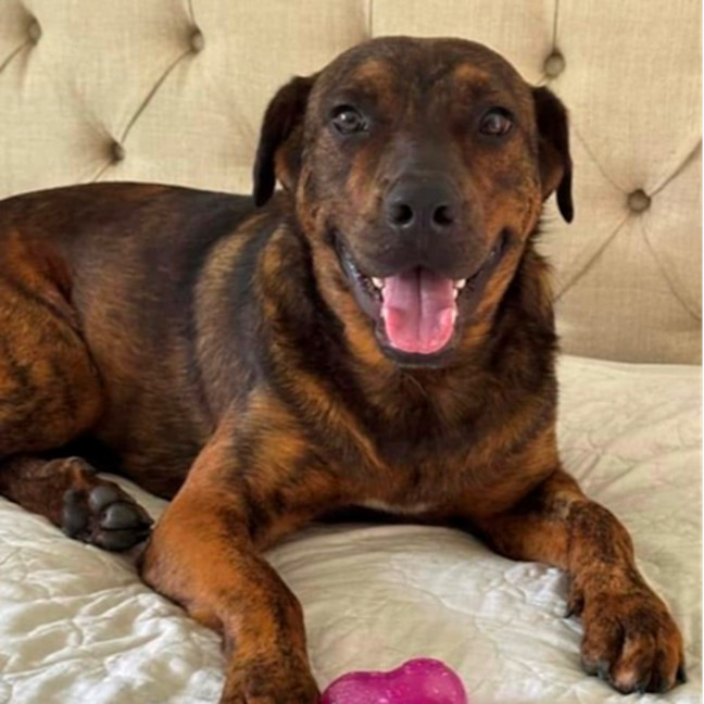 Photo of Dexter *$250 Adoption Fee*