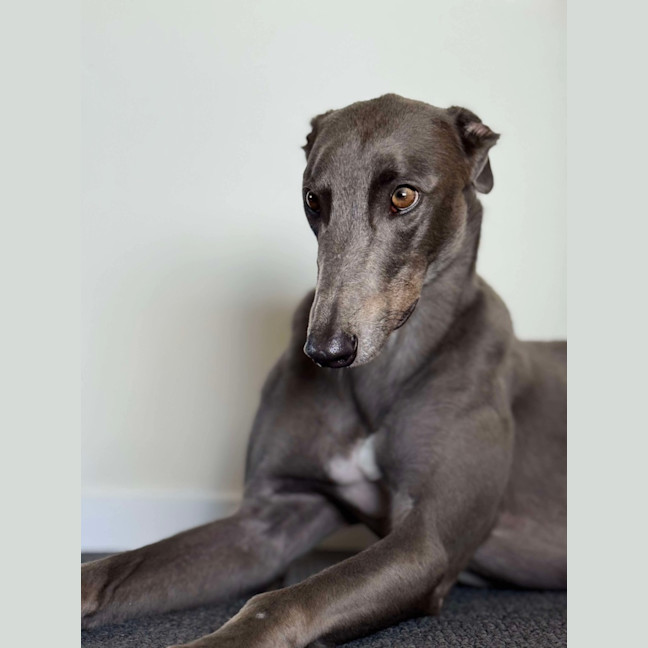 Photo of Juno The Greyhound 