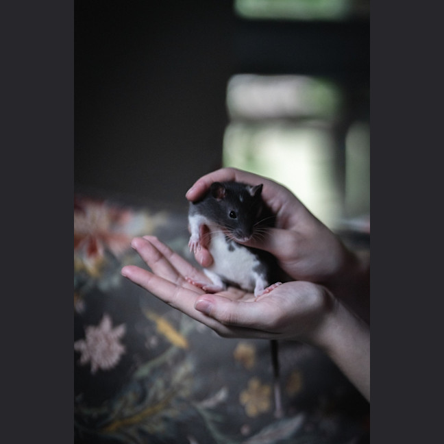 Photo of Willow & Maple