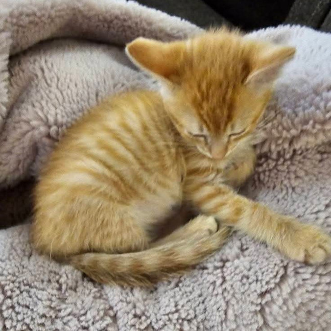 Photo of Ginger Biscuits