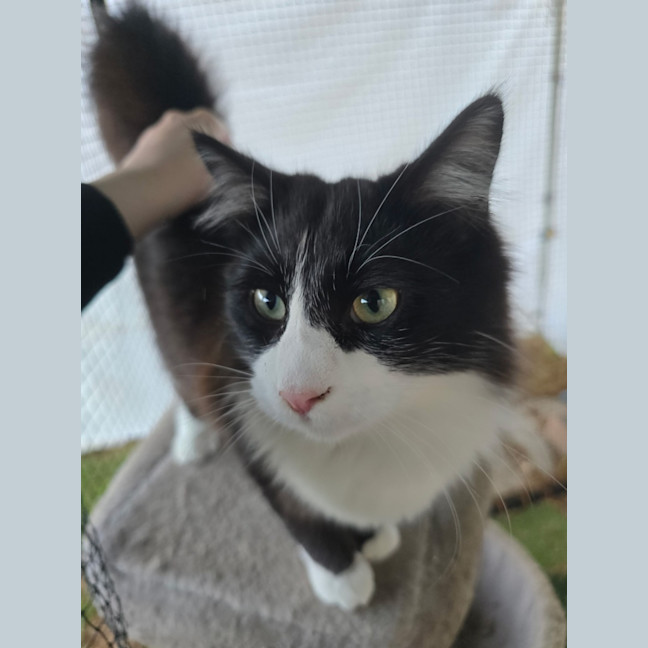 Photo of Alfie