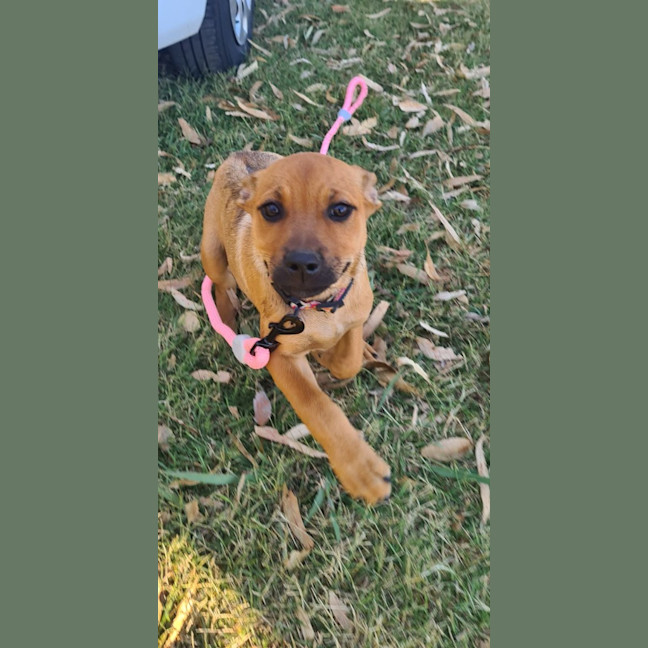 Photo of Tilly (Tandi)