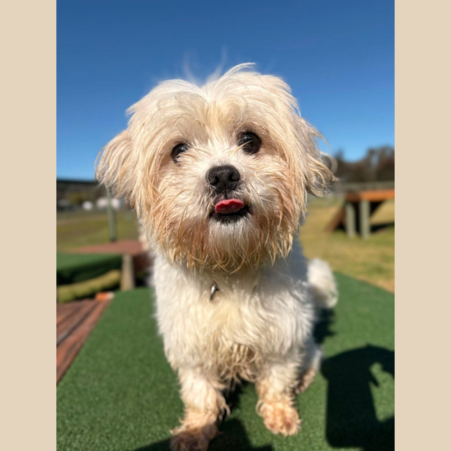 Photo of Biscuit