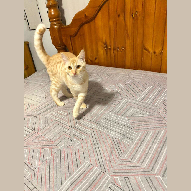 Photo of Saffi