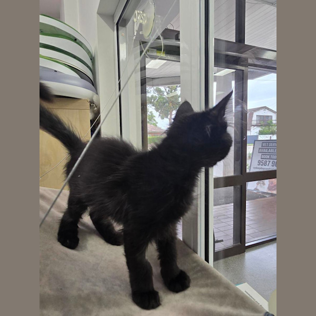 Photo of Wednesday *Available At Pet Stock Milperra*