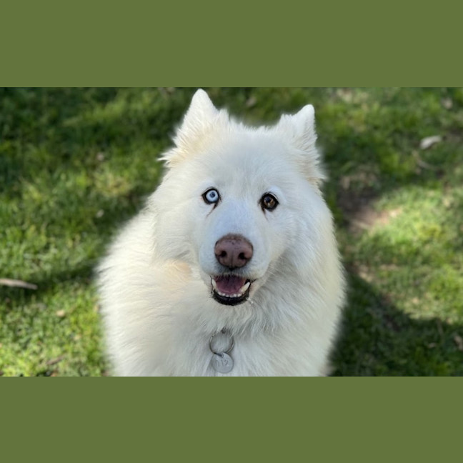 Photo of Lucky