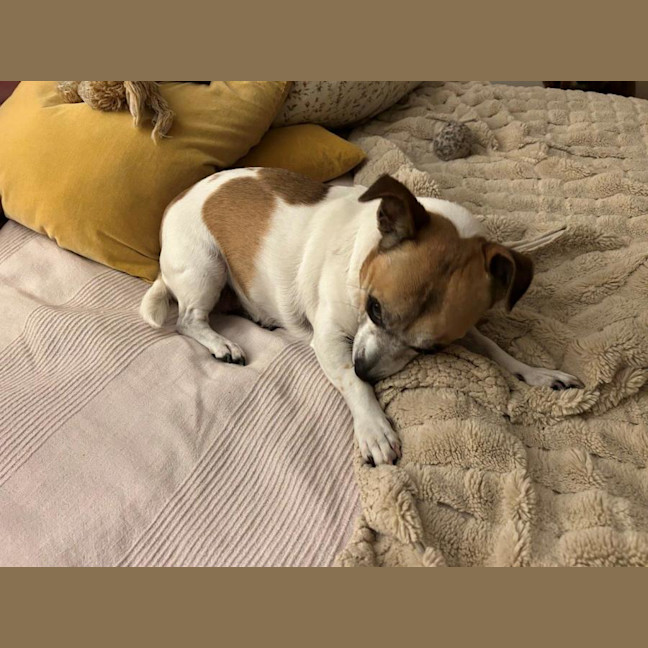 Photo of Shadow Quinell