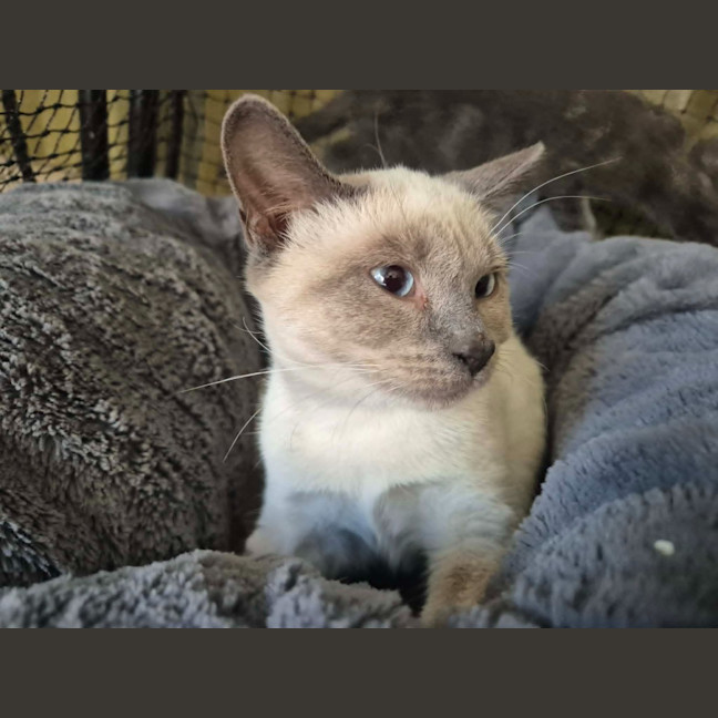 Photo of Cinnamon