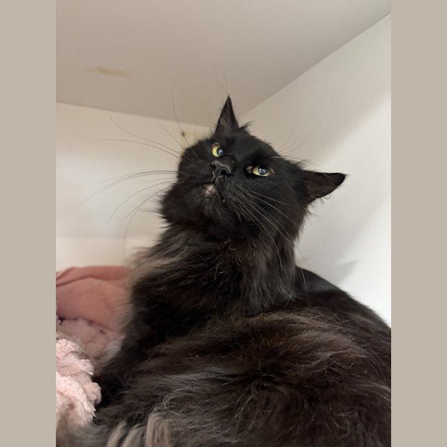 Photo of Percival
