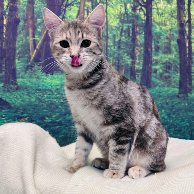 Photo of Hummingbird   Located In Endevour Hills