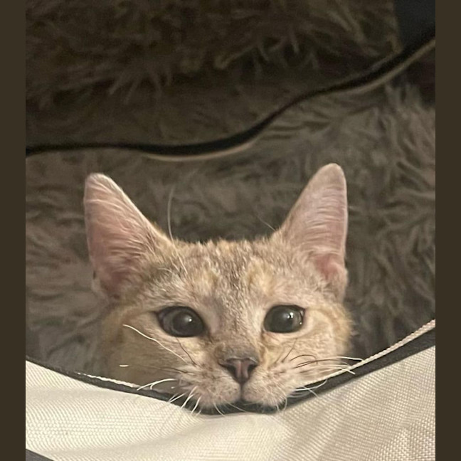 Photo of Mirabella  *Meet Our Certified Heart Stealer*